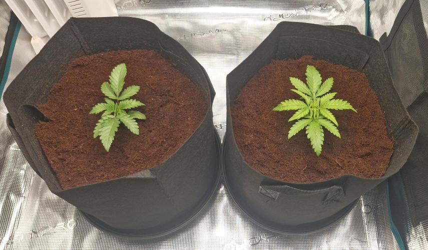 1st Grow Diary. Week 2