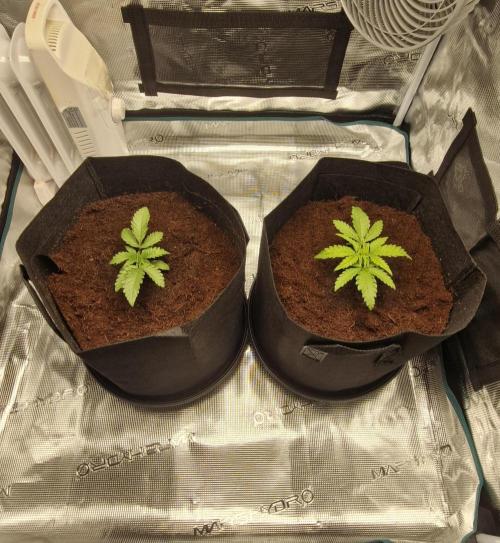 1st Grow Diary. Week 2