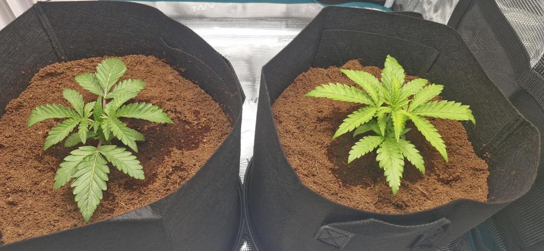 1st Grow Diary. Week 2