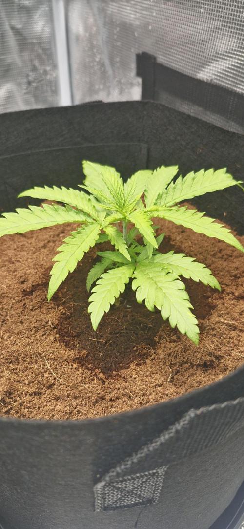 1st Grow Diary. Week 2