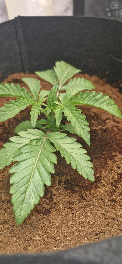 1st Grow Diary. Week 2