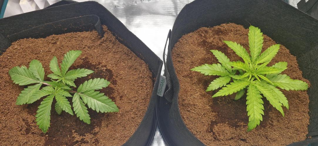 1st Grow Diary. Week 2