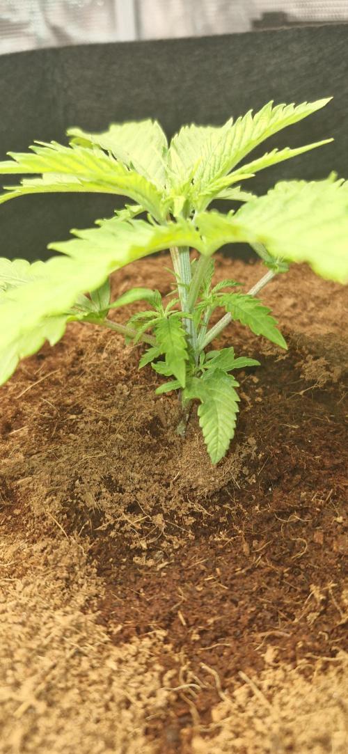 1st Grow Diary. Week 2