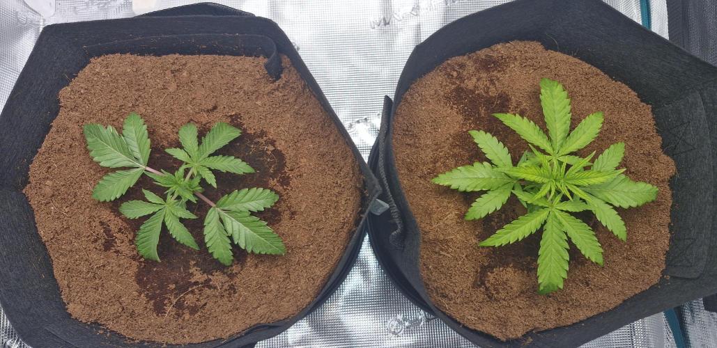 1st Grow Diary. Week 3