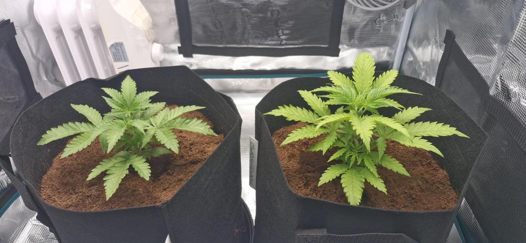 1st Grow Diary. Week 3