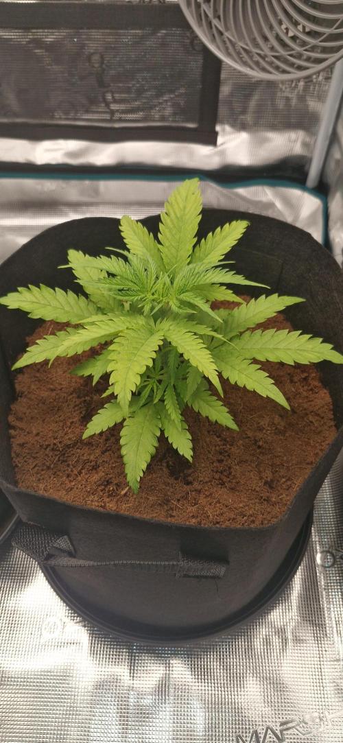 1st Grow Diary. Week 3