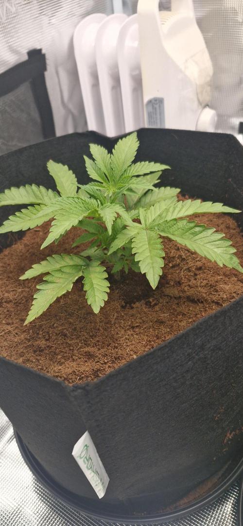 1st Grow Diary. Week 3