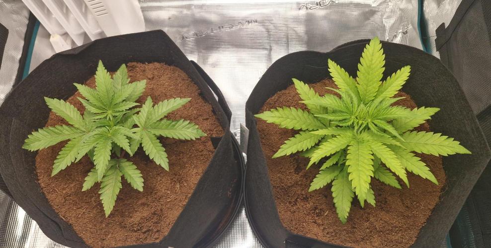 1st Grow Diary. Week 3