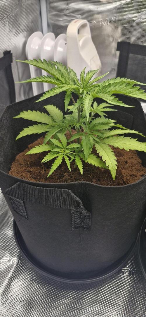 1st Grow Diary. Week 3
