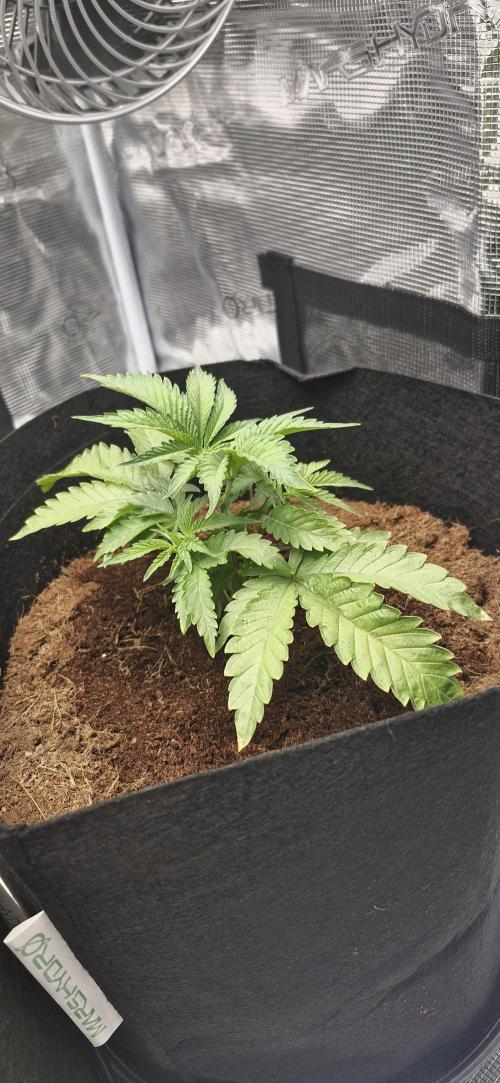 1st Grow Diary. Week 3
