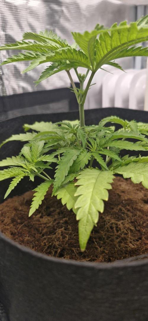 1st Grow Diary. Week 4