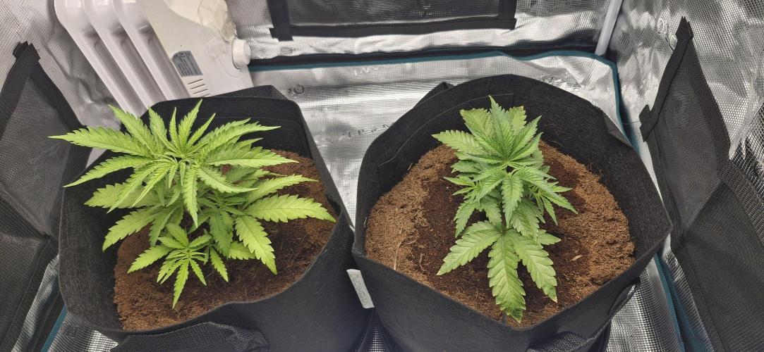 1st Grow Diary. Week 4
