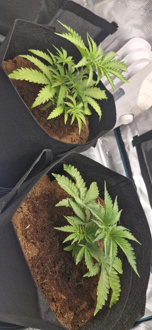 1st Grow Diary. Week 4