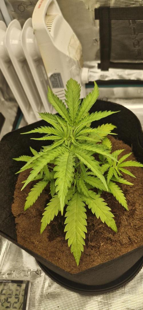 1st Grow Diary. Week 4