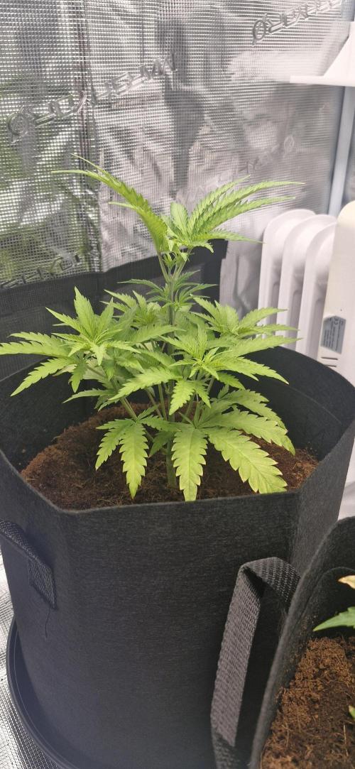 1st Grow Diary. Week 4