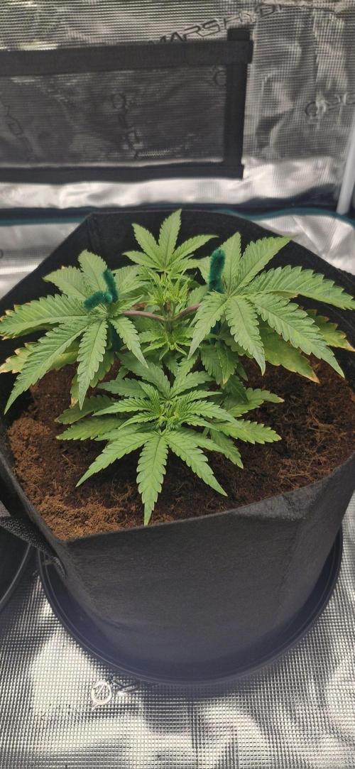 1st Grow Diary. Week 4