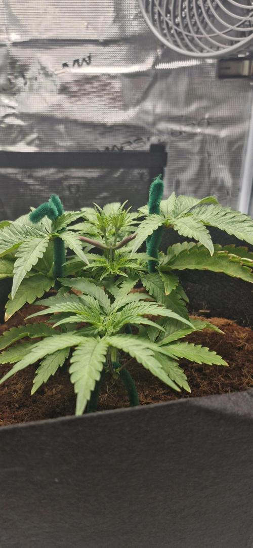 1st Grow Diary. Week 4