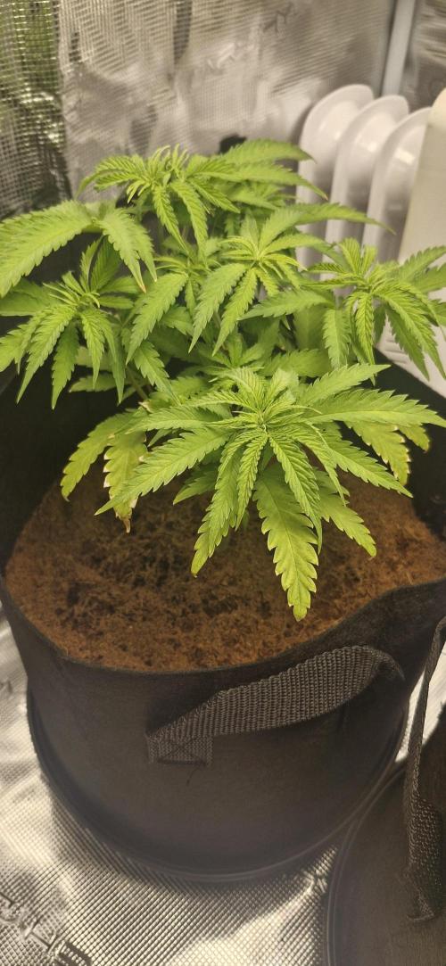 1st Grow Diary. Week 4