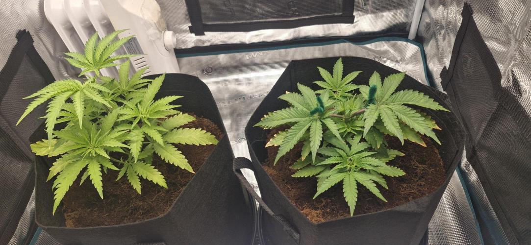 1st Grow Diary. Week 4