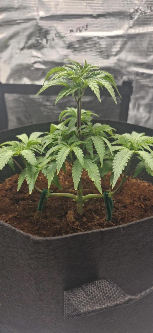 1st Grow Diary. Week 4