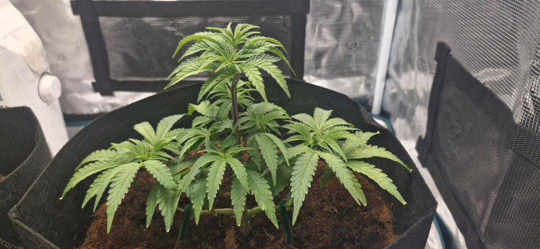 1st Grow Diary. Week 4