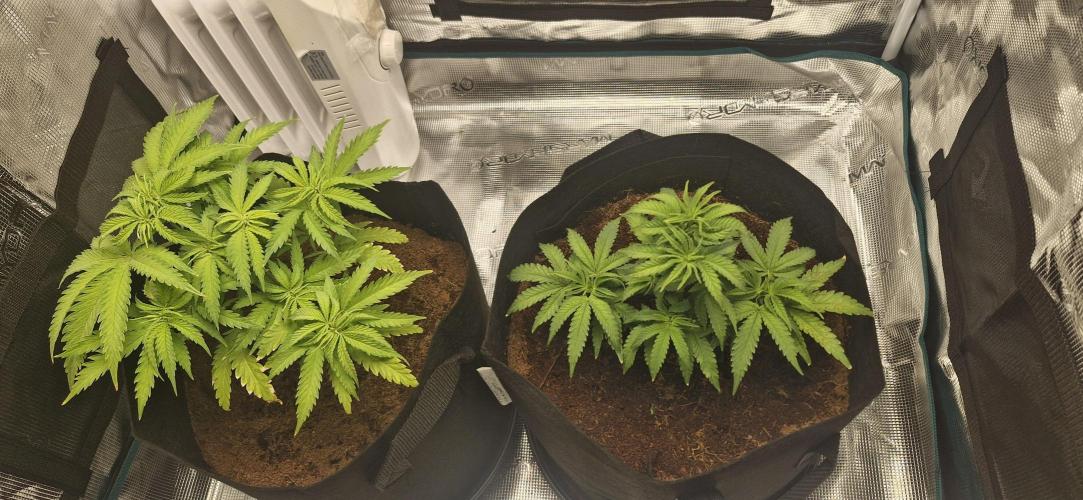 1st Grow Diary. Week 5
