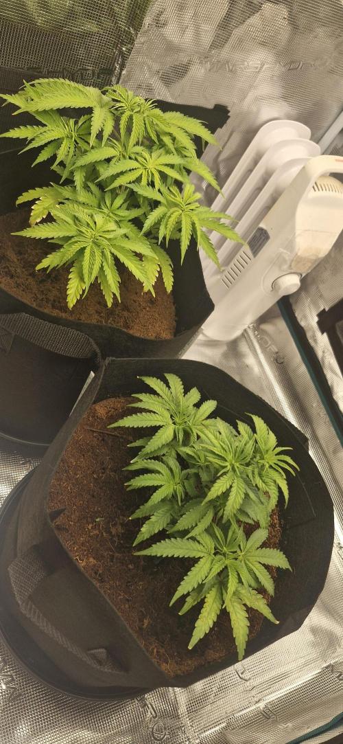 1st Grow Diary. Week 5