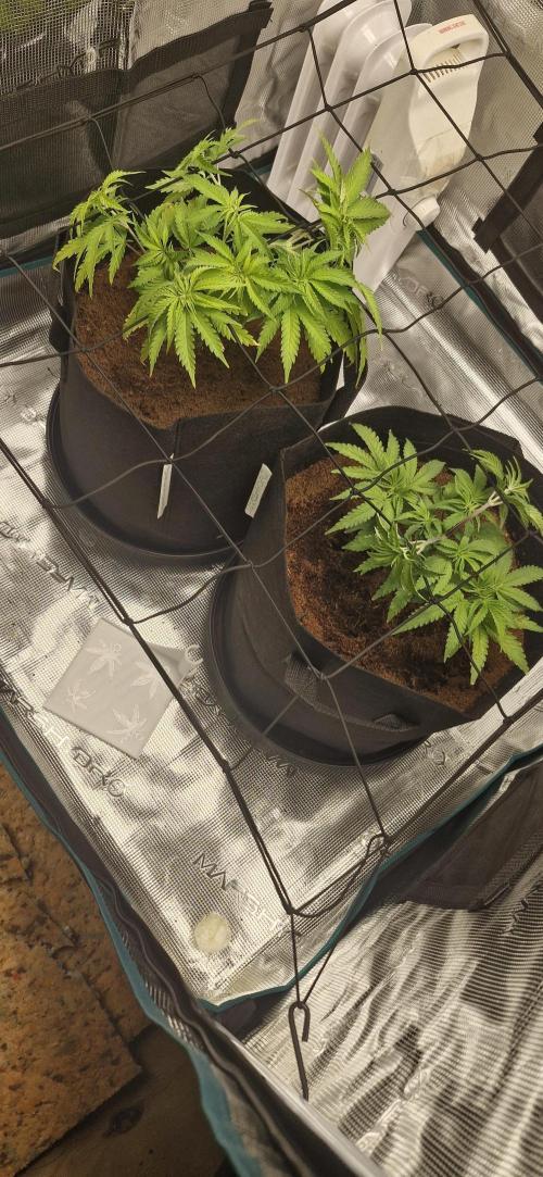 1st Grow Diary. Week 5