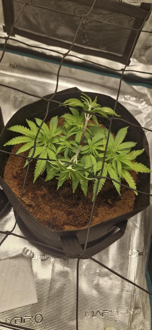 1st Grow Diary. Week 5