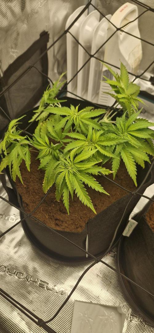 1st Grow Diary. Week 5
