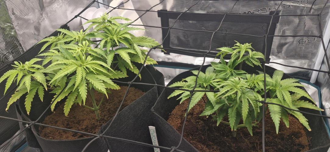 1st Grow Diary. Week 5