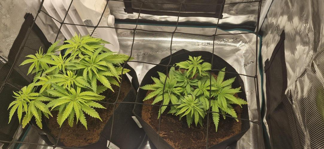 1st Grow Diary. Week 5