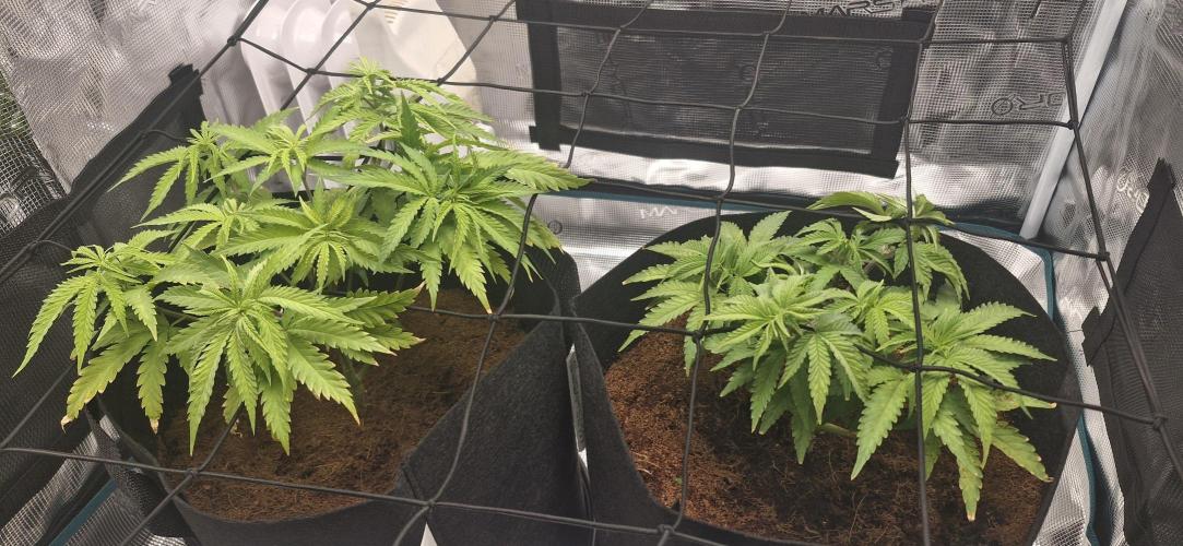 1st Grow Diary. Week 5