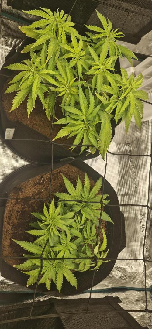 1st Grow Diary. Week 5