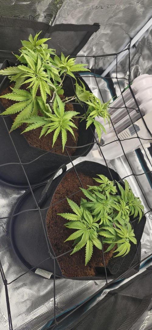 1st Grow Diary. Week 5