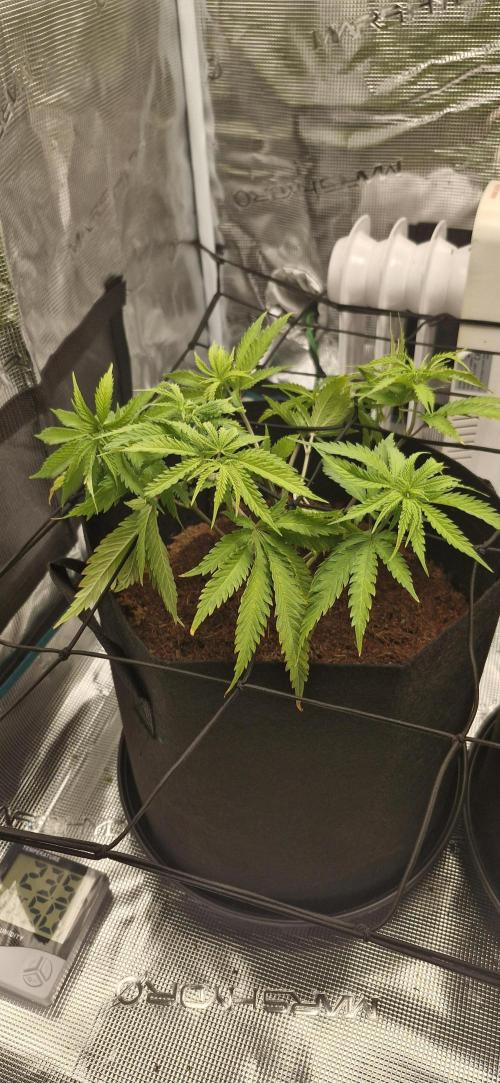 1st Grow Diary. Week 5