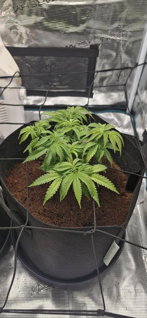 1st Grow Diary. Week 5