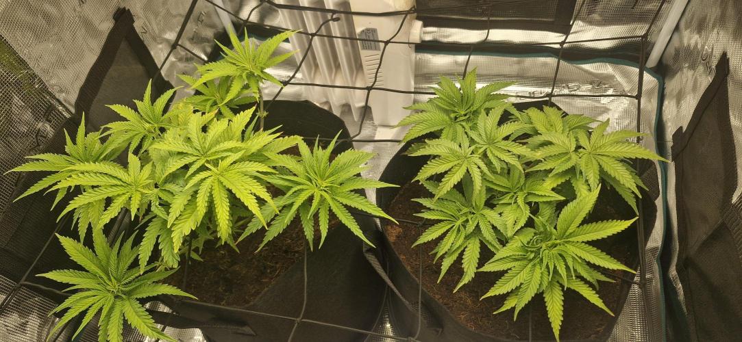 1st Grow Diary. Week 5
