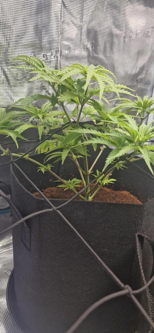 1st Grow Diary. Week 5