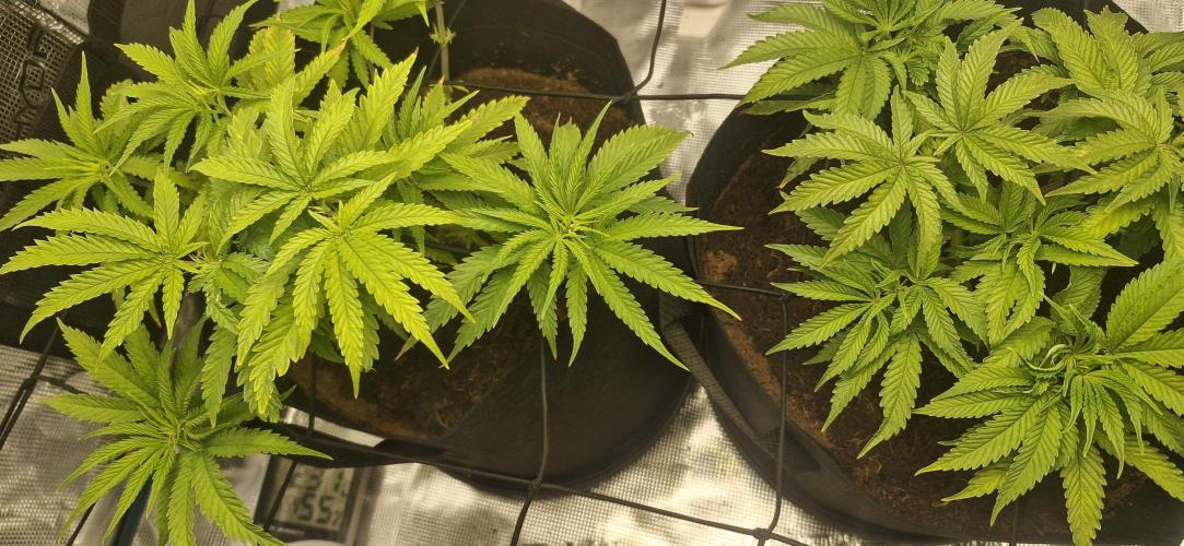 1st Grow Diary. Week 5