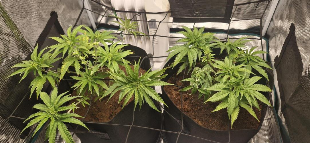 1st Grow Diary. Week 5