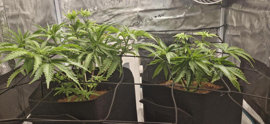 1st Grow Diary. Week 5