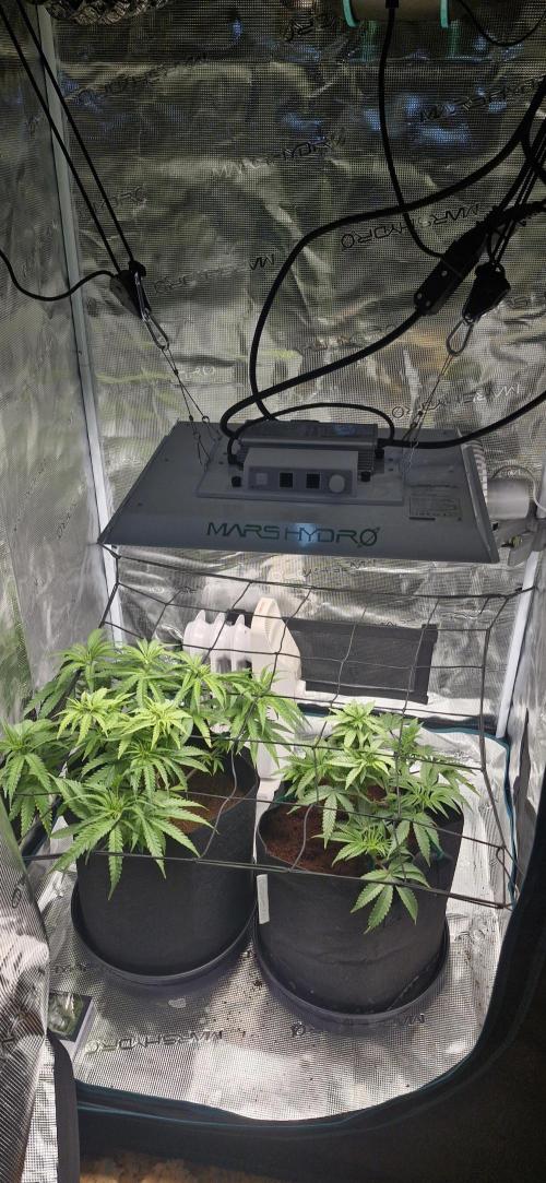 1st Grow Diary. Week 6
