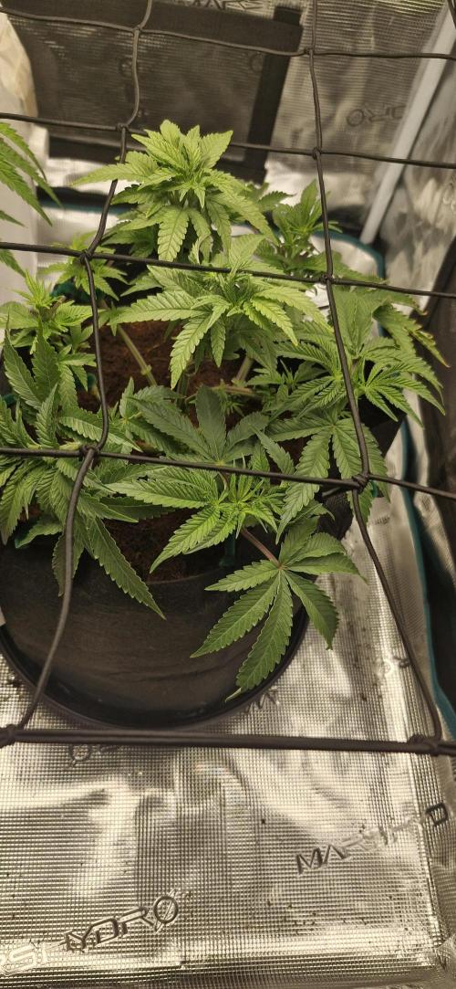 1st Grow Diary. Week 6
