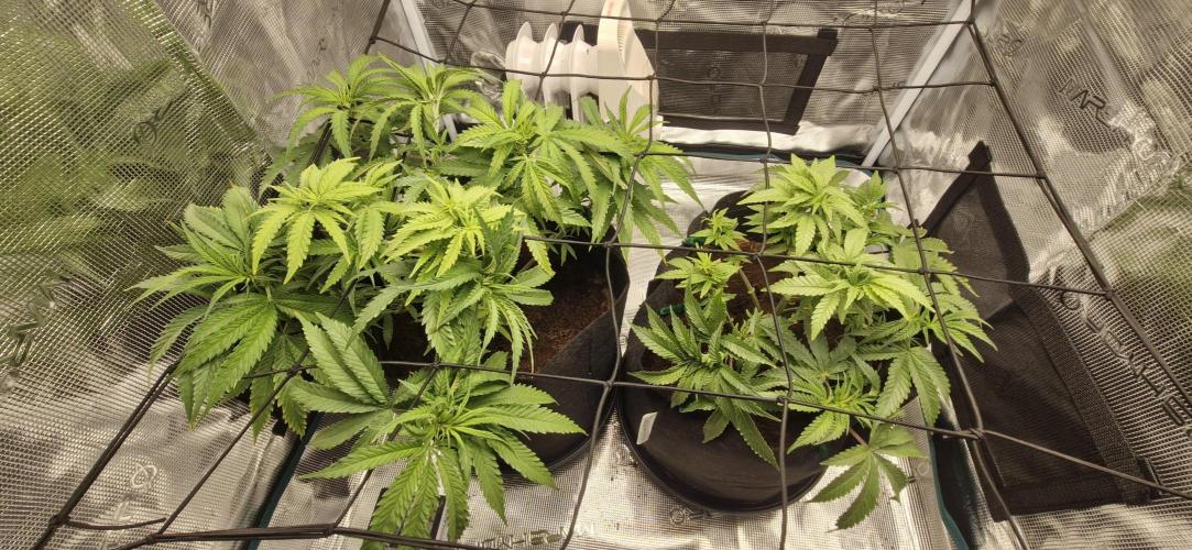 1st Grow Diary. Week 6