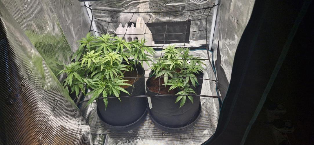 1st Grow Diary. Week 6