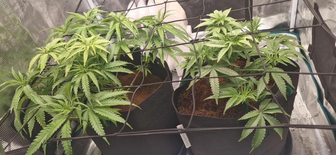 1st Grow Diary. Week 6