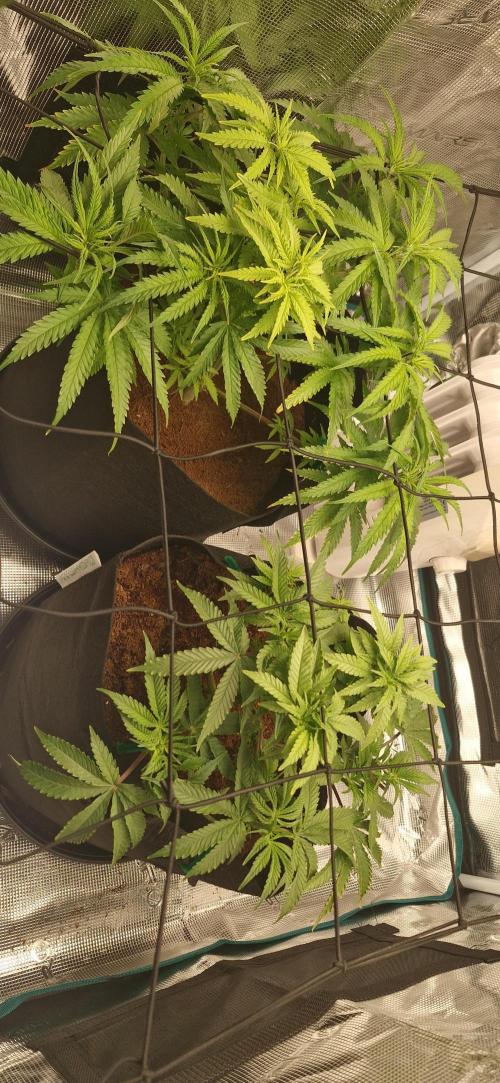 1st Grow Diary. Week 6