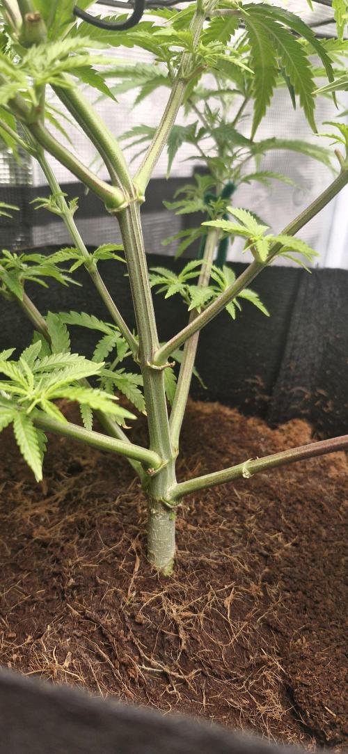 1st Grow Diary. Week 6
