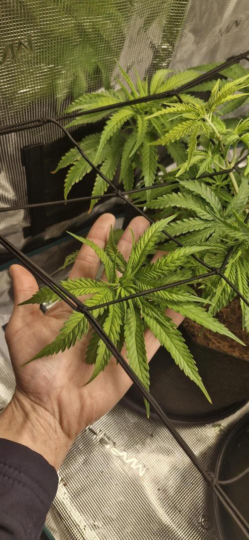 1st Grow Diary. Week 6